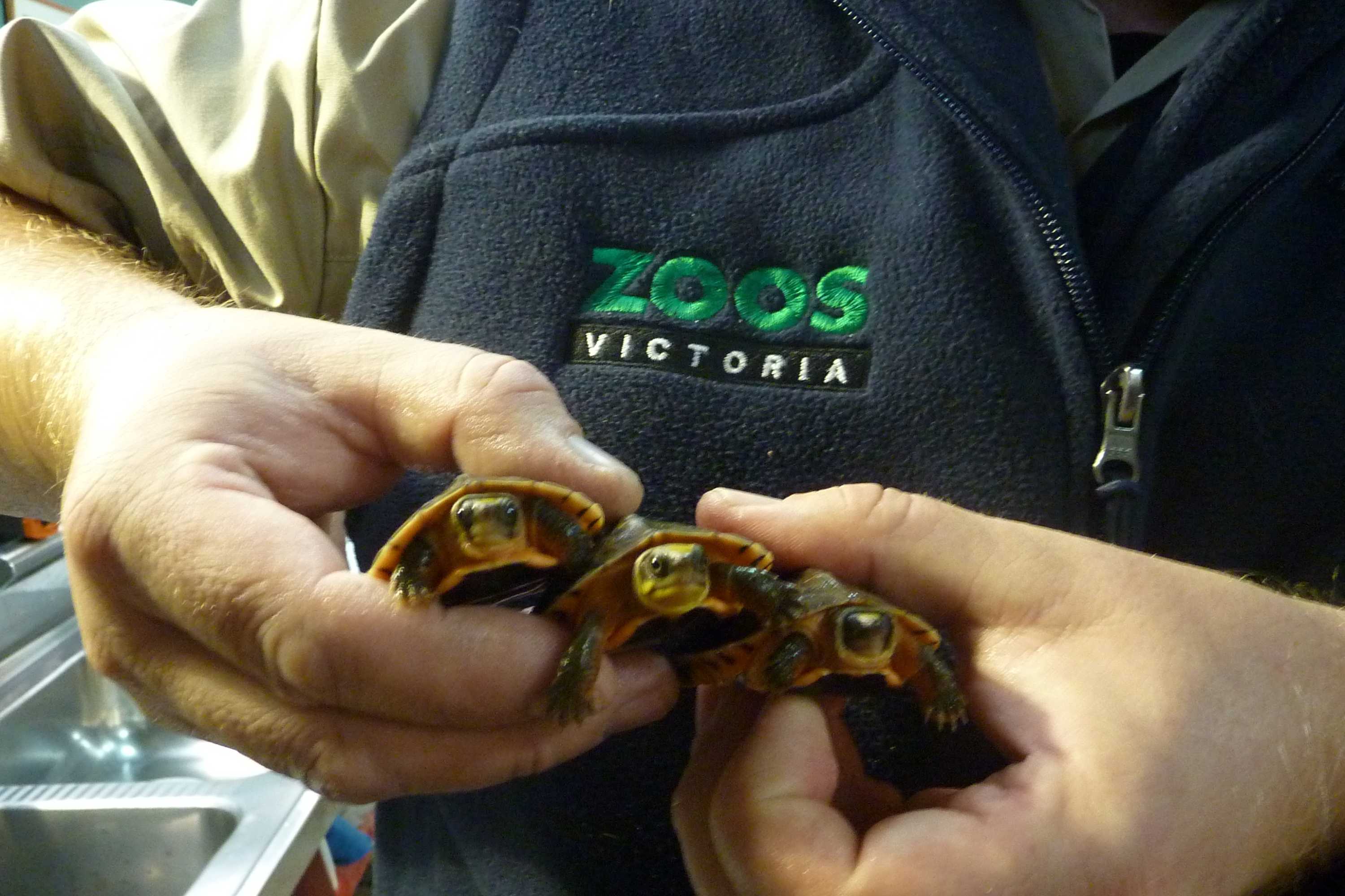 Zoo breeds critically-endangered turtles - ABC News