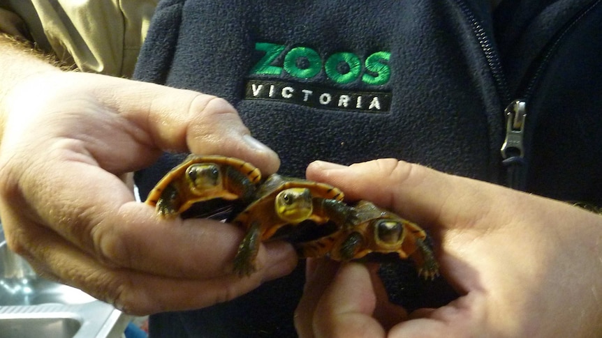 Zoo breeds critically-endangered turtles
