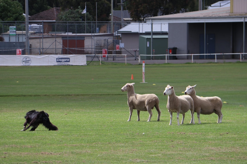 A black dog runs clockwise to round up three sheep