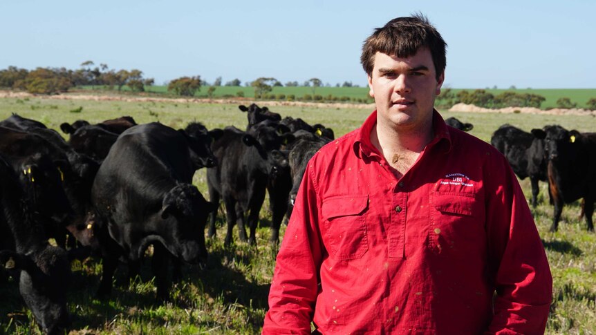 A young farmer in the foreground with a herd of black cows behind him.