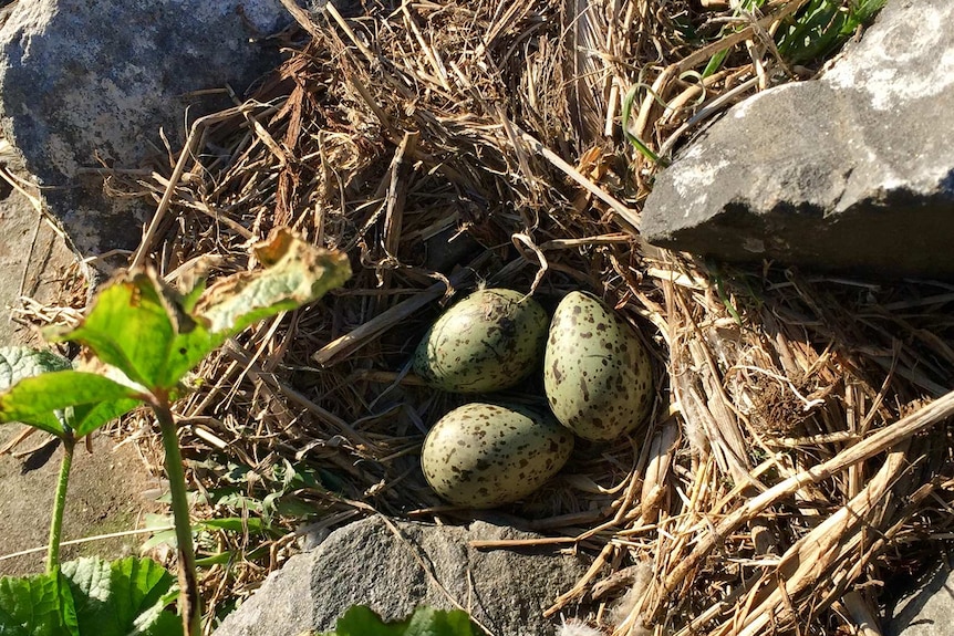 Silver gull nest with eggs near Sorell Causeway.