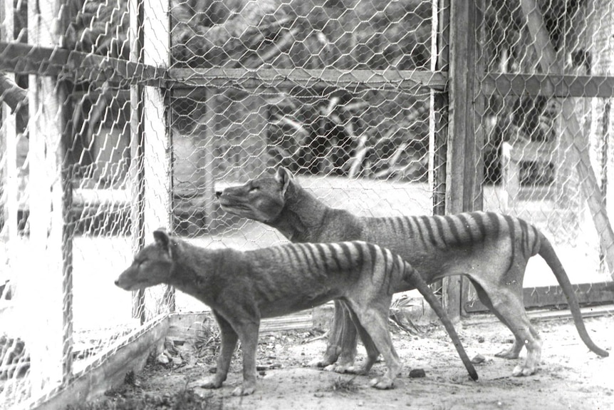 Black and white photo of two Thylacines, or Tasmanian tigers in a zoo enclosure in Hobart in 1912.