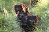 Three Tasmanian Devils wind through tall grass at the Barrington Tops preservation area in New South Wales