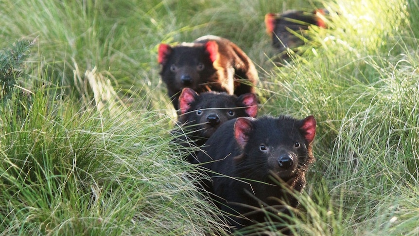 Three Tasmanian Devils wind through tall grass at the Barrington Tops preservation area in New South Wales