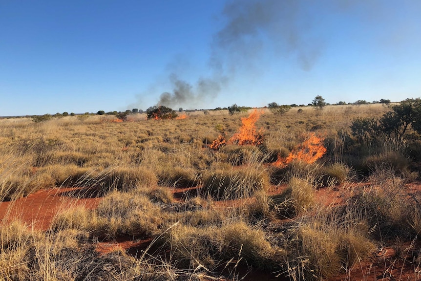 Fire burning dry grass in the bush