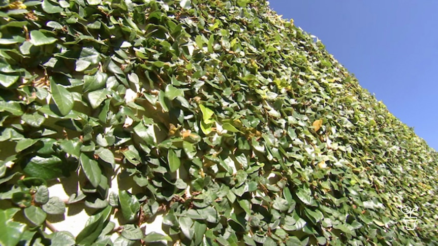 Climbing plant growing over wall