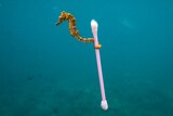 A seahorse grabs on to a waterlogged plastic cottonbud in the sea off Indonesia.