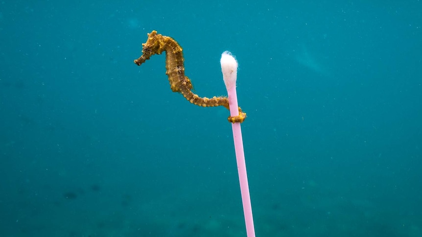 A seahorse grabs on to a waterlogged plastic cottonbud in the sea off Indonesia.