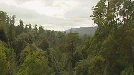 A forest in Tasmania.