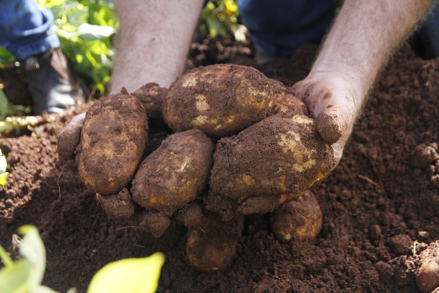 une photo en gros plan de mains tenant des pommes de terre qui viennent d'être extraites du sol