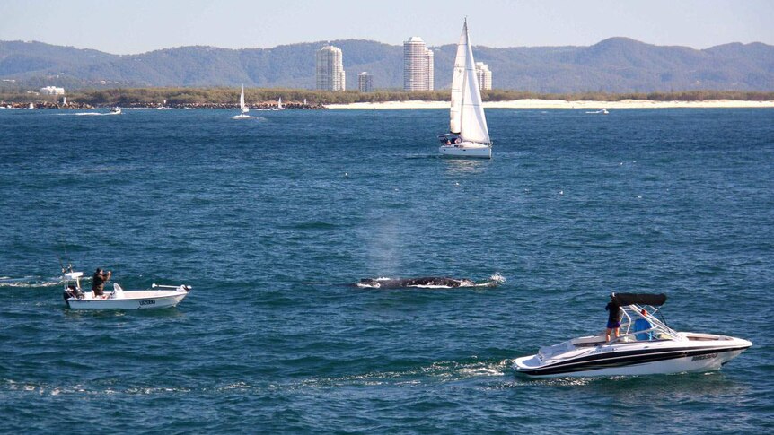 Humpback whale surrounded by recreational vessels off Qld's Gold Coast Seaway