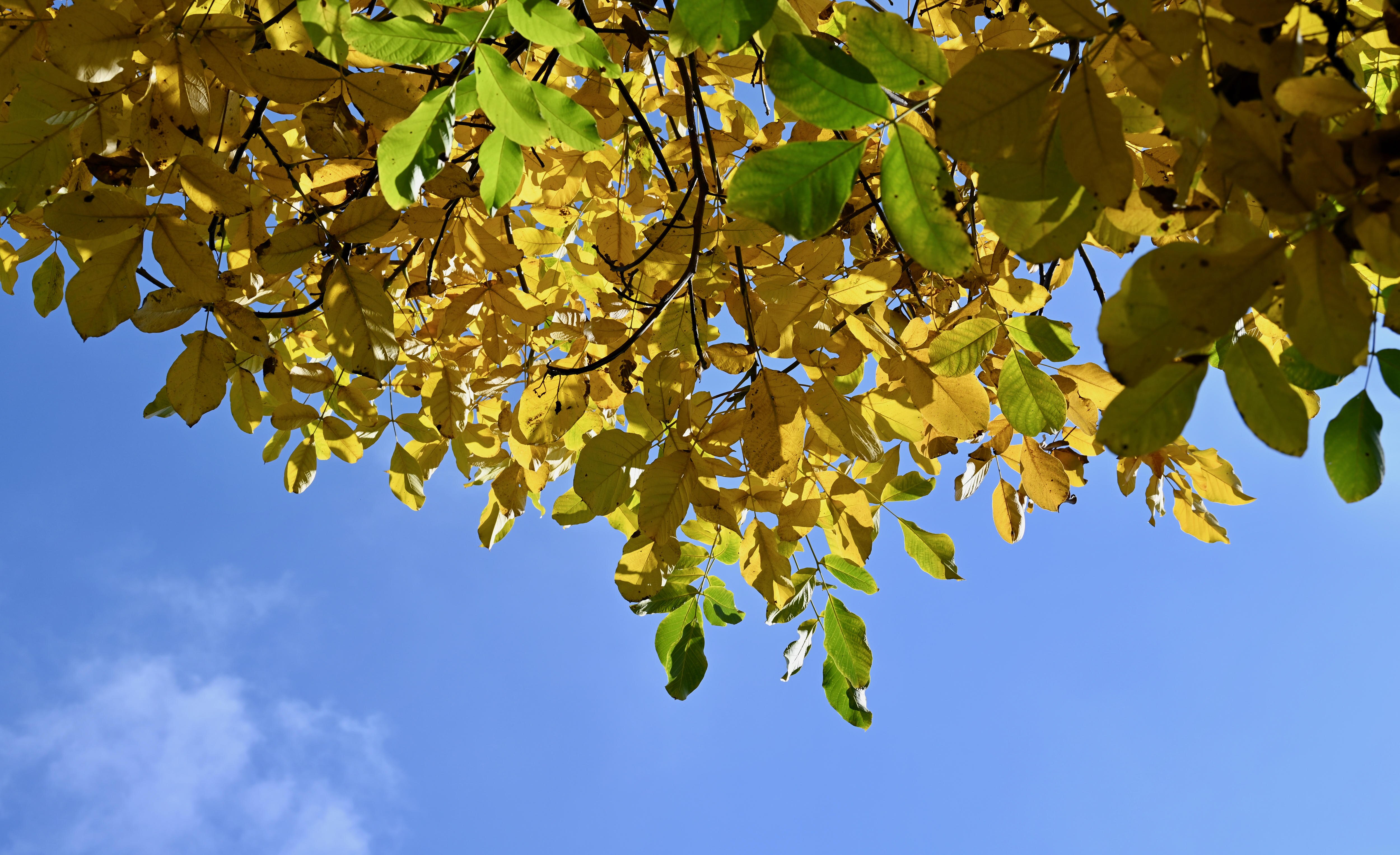 What my quest to acquire a walnut tree taught me about the challenge of ...