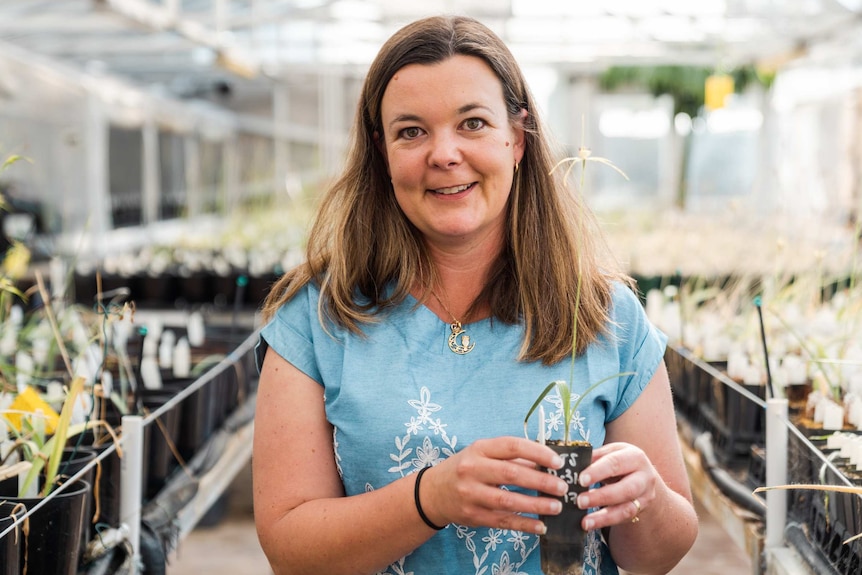 A mid shot of conservation scientist Belinda Davis holding a Bussell's spider orchid with two hands and standing in a glasshouse