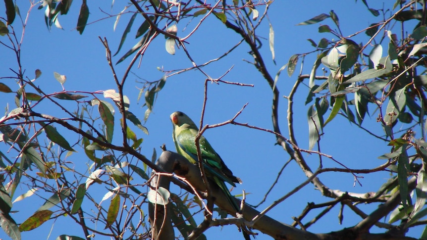 Superb parrot in red gum in Canberra