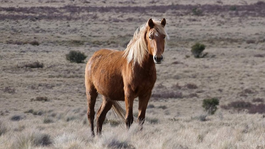 A brown brumby with a blond mane stands in the sun in Kosciuszko National Park.