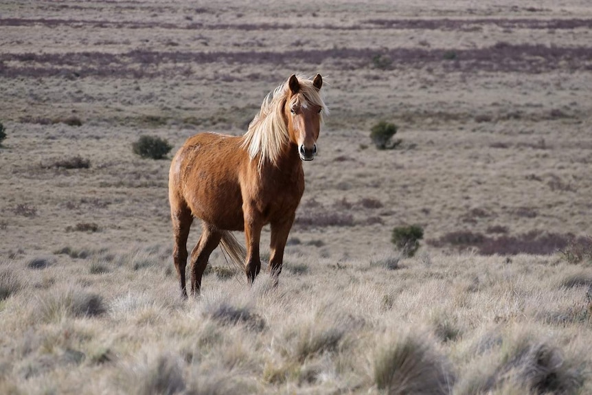 A brown brumby with a blond mane stands in the sun in Kosciuszko National Park.