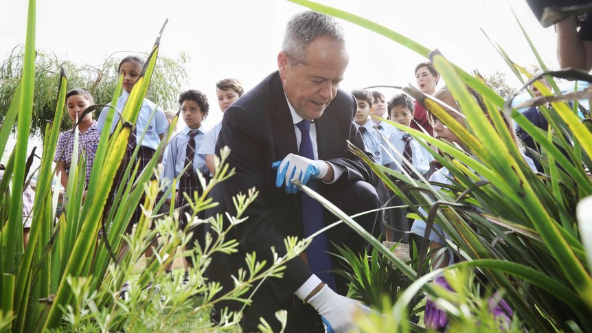 Bill Shorten wearing white gloves to plant a tree. He's surrounded by children