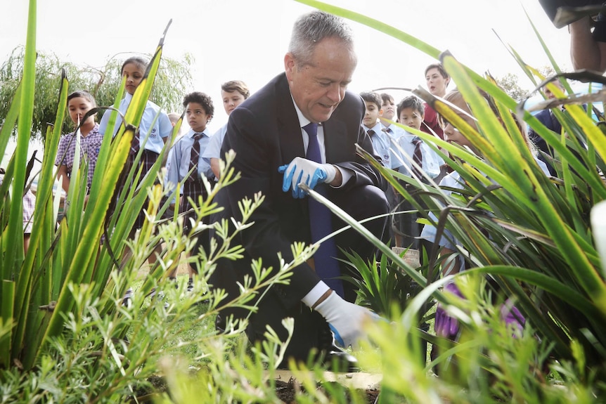 Bill Shorten wearing white gloves to plant a tree. He's surrounded by children