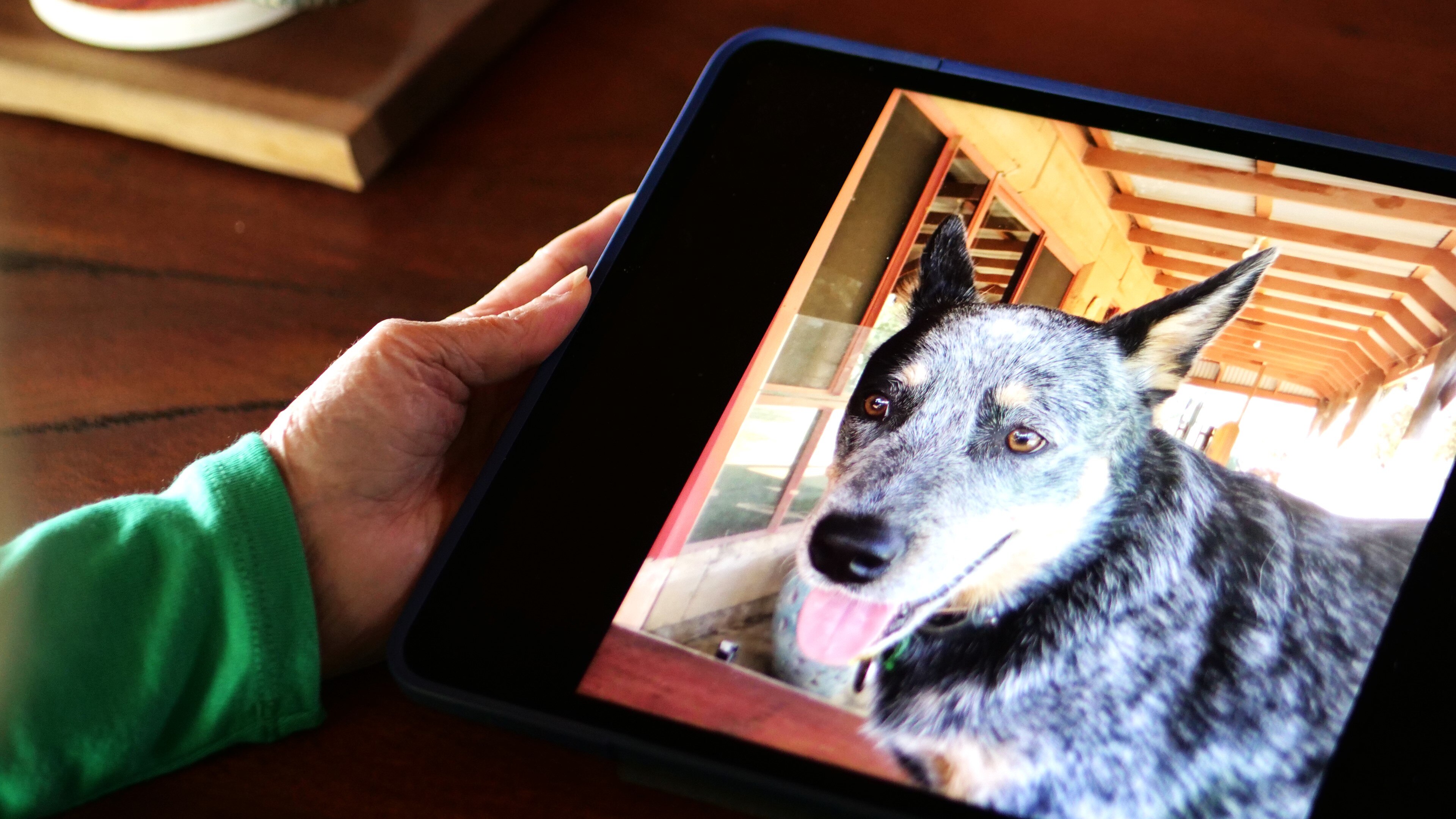 A picture of a grey and black blue heeler dog, shown on a tablet screen.