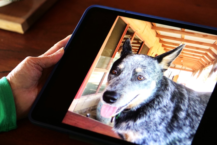 A picture of a grey and black blue heeler dog, shown on a tablet screen.