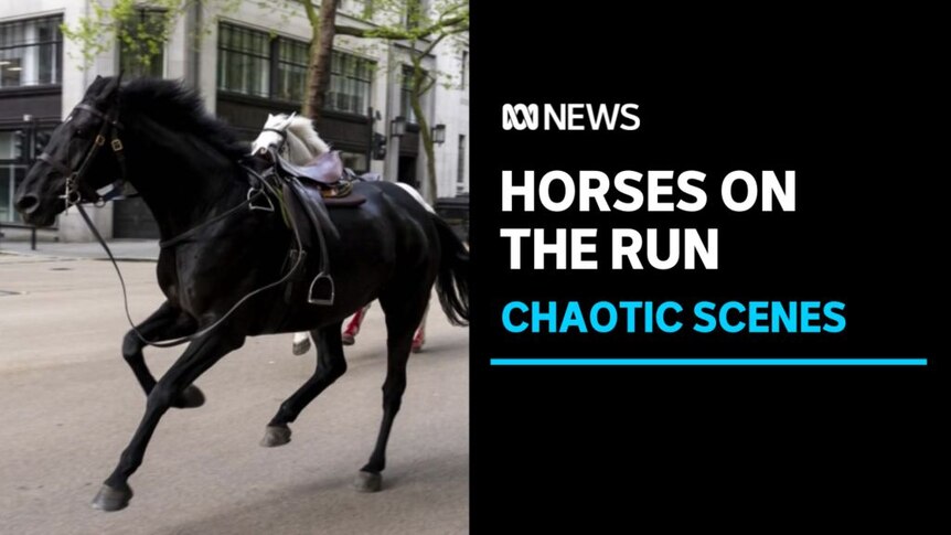 Horses on the Run, Chaotic Scenes: Two horses galloping through an urban street.