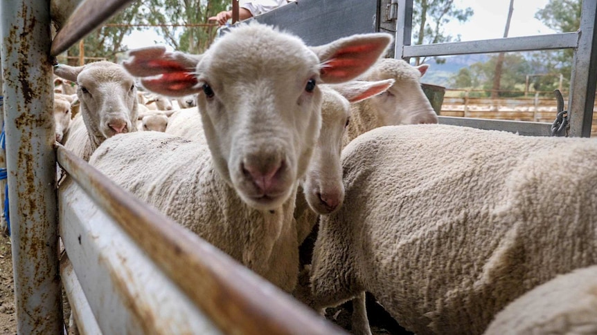 A small mob of sheep are pushed up a race, one looks down the camera.