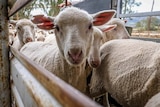 A small mob of sheep are pushed up a race, one looks down the camera.