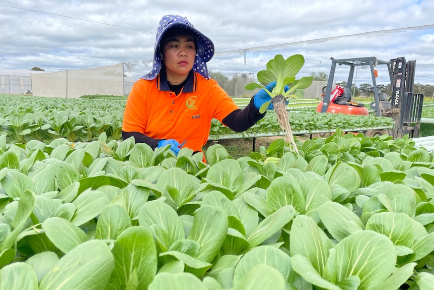 Image of a woman harvesting asian greens.