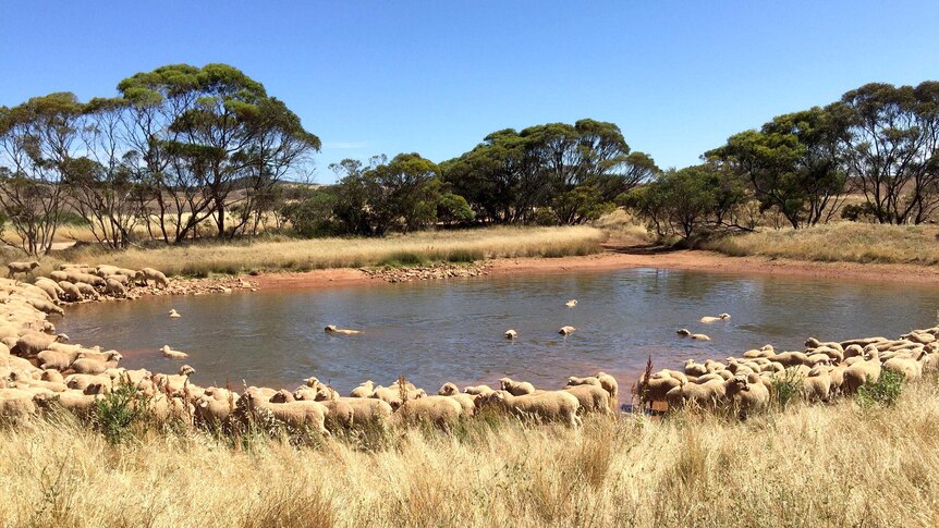 Sheep encircle a dam to have a drink, with some of the sheep walking in the dam water.