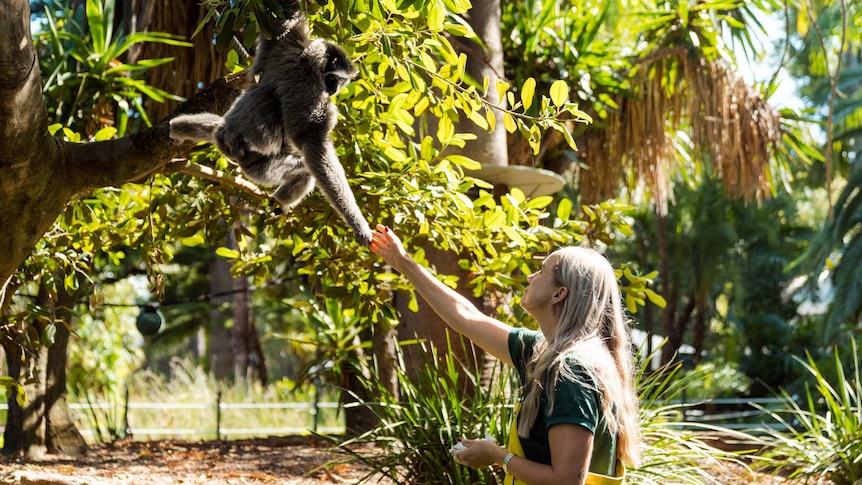 A woman reaches a hand across to a gibbon in a tree, who grasps it.