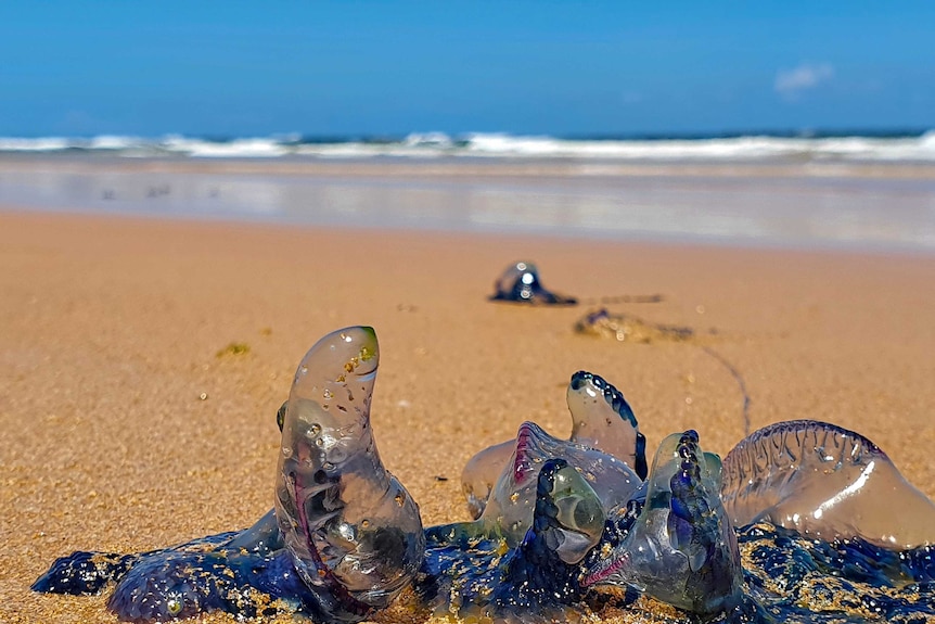 Bluebottles on the beach