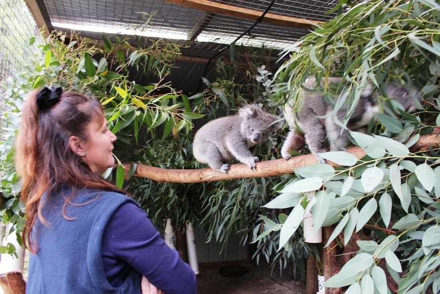 Colleen Wood has been caring for koalas like Karla and Pattie from her Gippsland shelter since 1994.