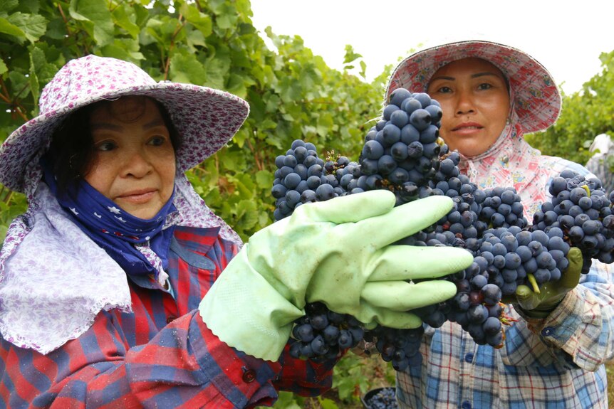 Two women hold bunches of grapes.