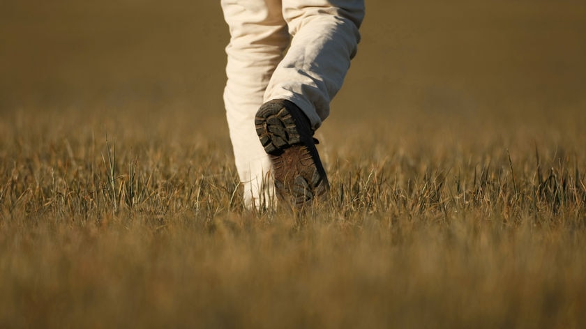 Shot of a farmer, from the knees down, walking through a drought-affected crop.