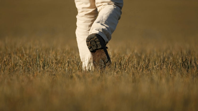 Farmer walks through drought affected crop