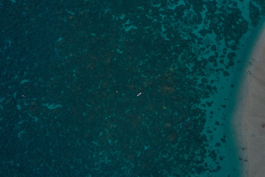 Une photo des eaux bleues près de la plage avec de la matière noire, probablement des poissons morts.