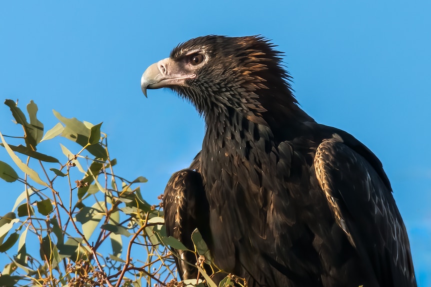 A close up of the head of a wedge tailed eagle, turned to the side