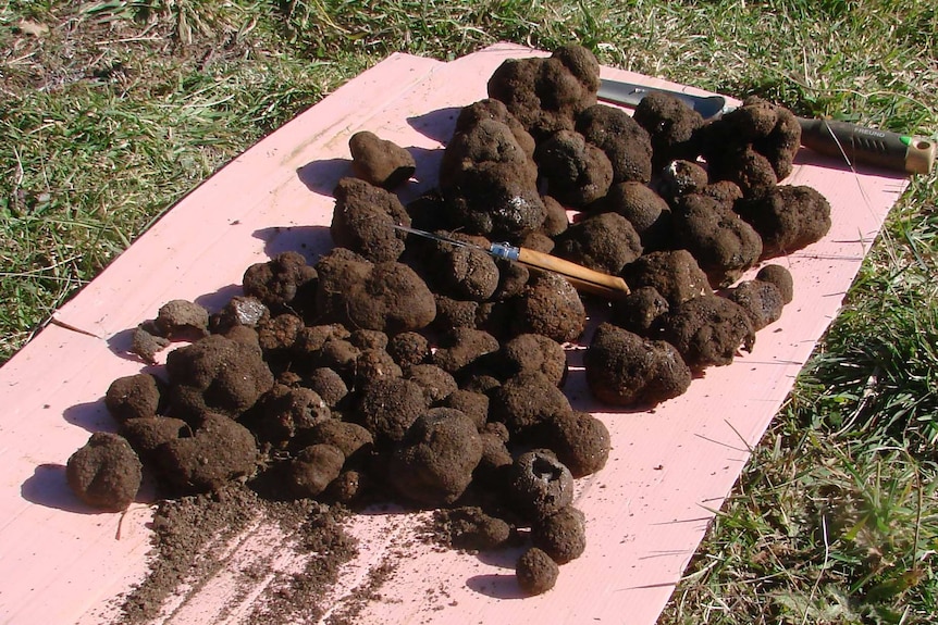 Грибы трюфели где растут и как выглядят Грибы трюфели где растут и как выглядят