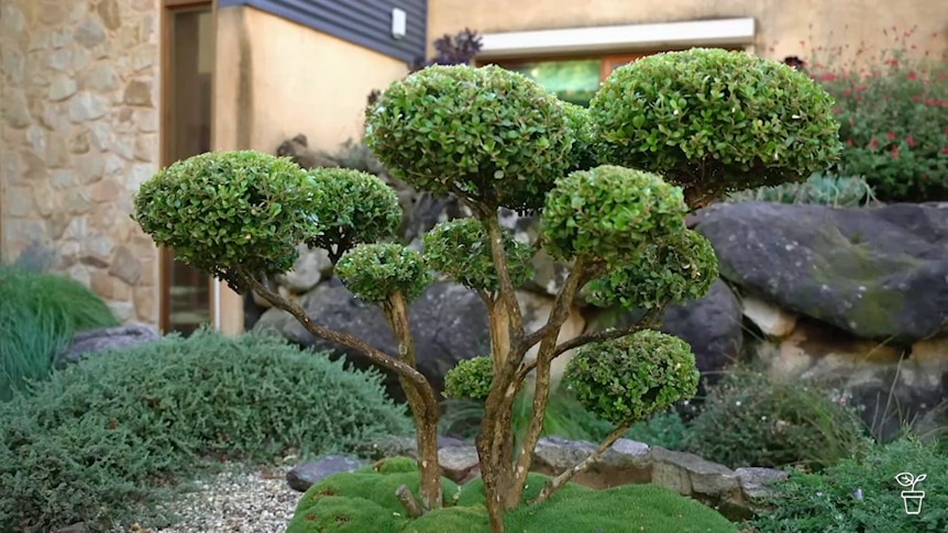 Small topiary shrub that has been cloud pruned.
