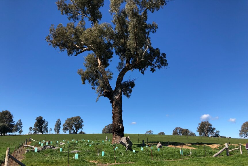 A tree fenced off with new trees planted around it in a green paddock on a sunny day