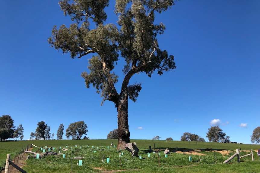 A tree fenced off with new trees planted around it in a green paddock on a sunny day