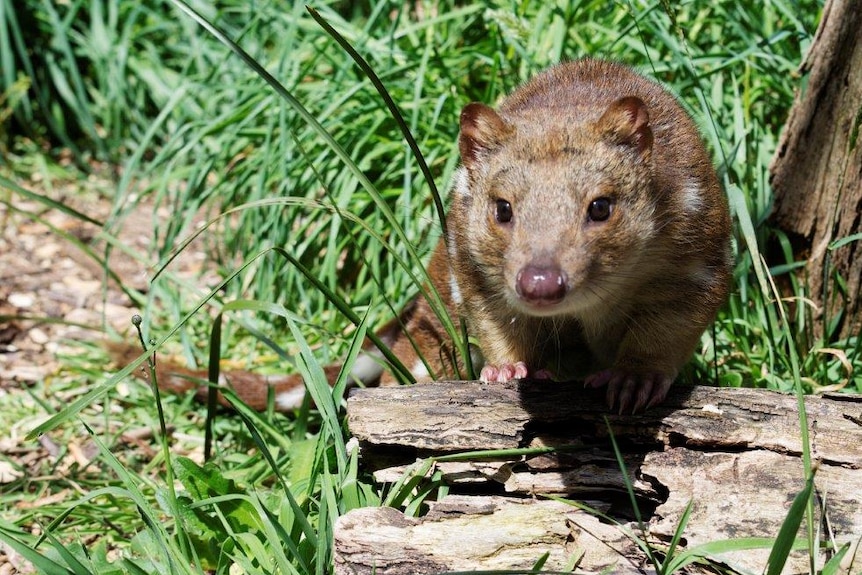 A tiger quoll walking in grass.