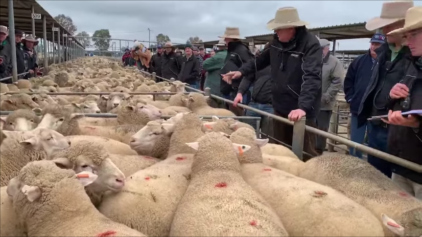 A pen of heavy lambs surrounded by sellers and buyers