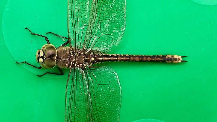 Dragonfly against bright green background