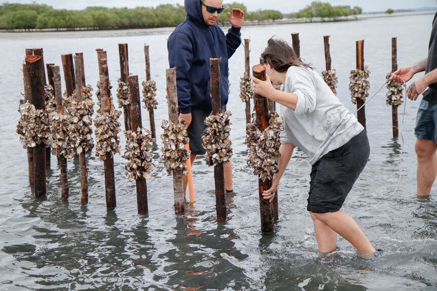 A brunette plants a wooden stake, onto which oyster shells are attached, into sand, adding to a circle formation of poles