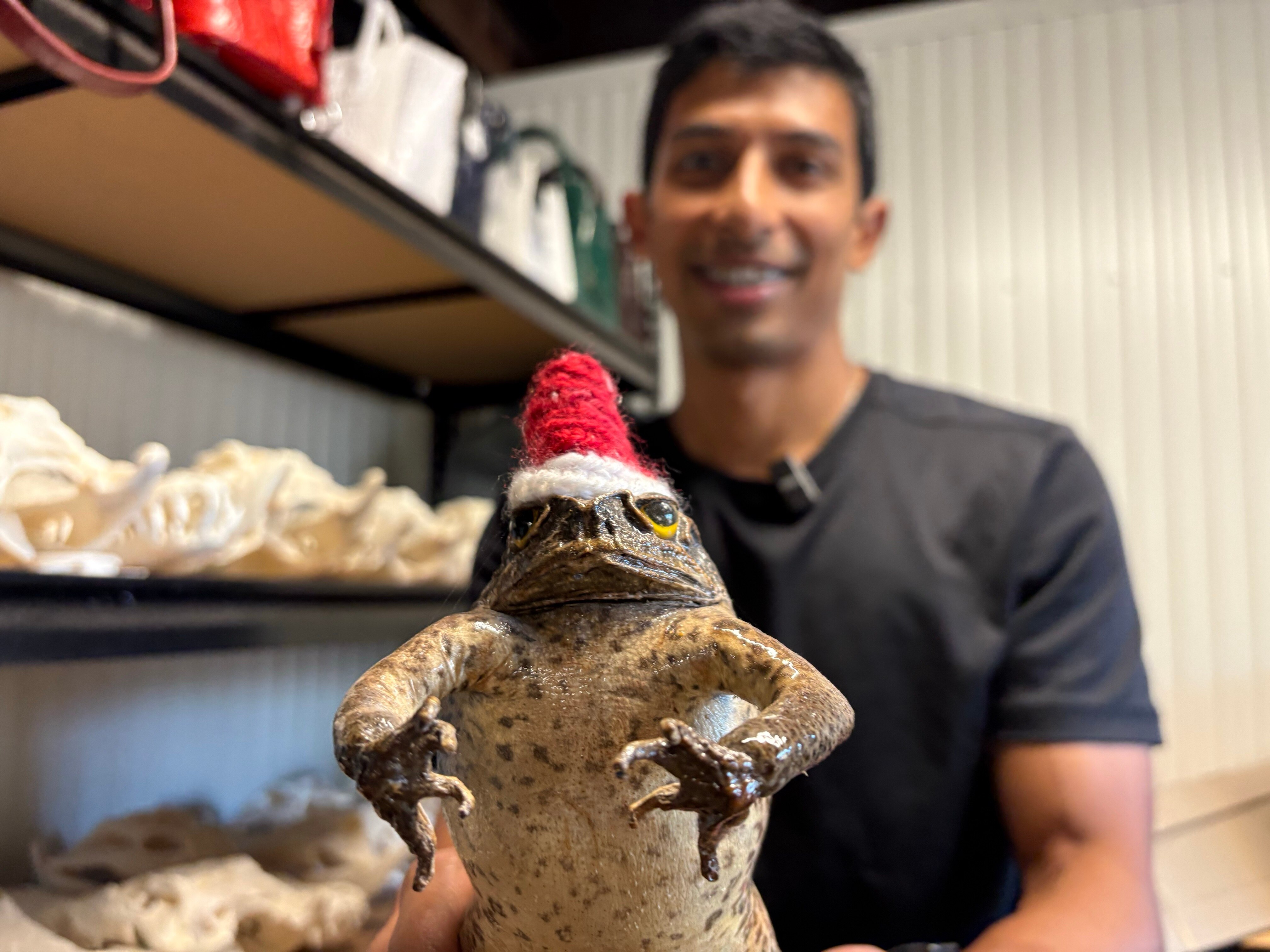 Meet Mithran Selvaratnam, the accountant turned toad taxidermist