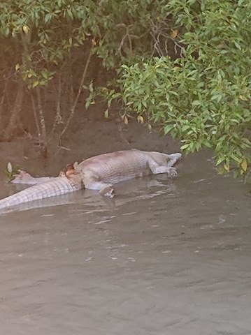 A pale crocodile floats upside – dead – near the edge of a waterway.