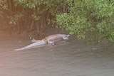 crocodile floating in water