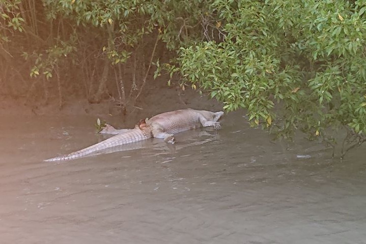 crocodile floating in water