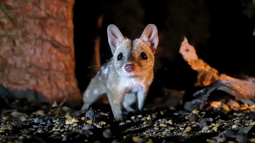 A western quoll, lit up at night with trees in the background.